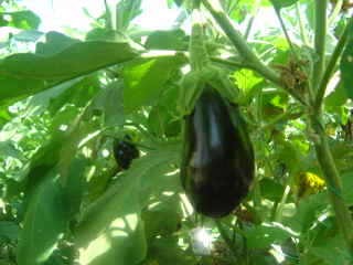 aubergines