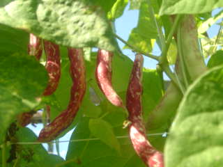 borlotti beans