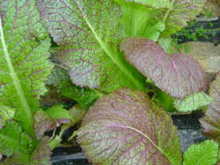 red mustard