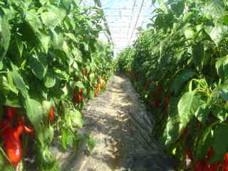 romano peppers