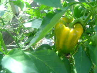peppers